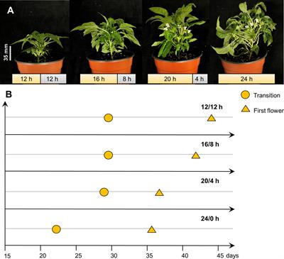 Development of a speed breeding protocol with flowering gene investigation in pepper (Capsicum annuum)